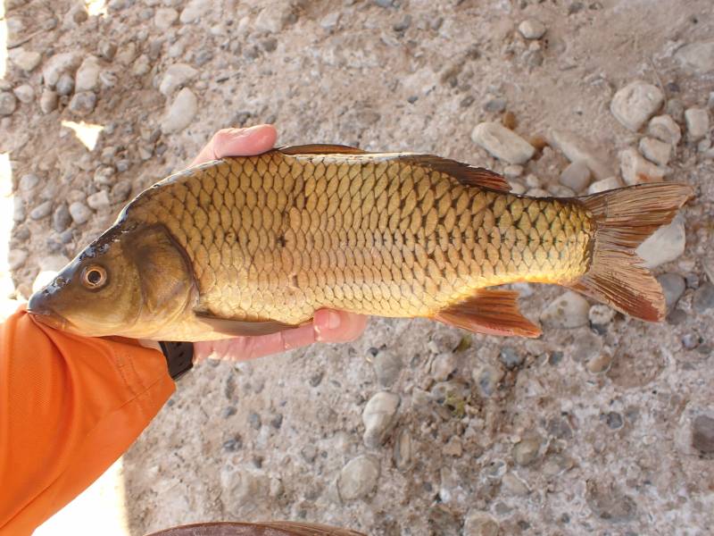 Common carp in Texas