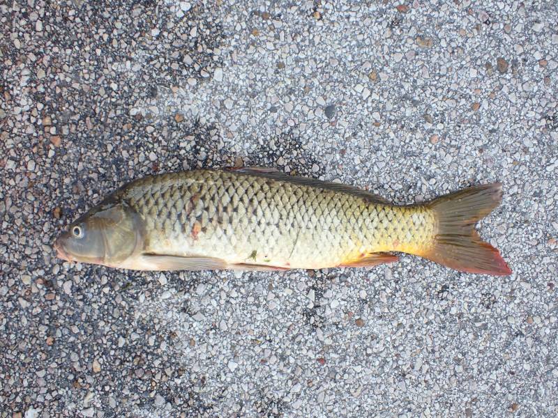 Common carp in Iowa Colony