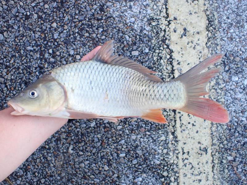 Common carp in Richmond