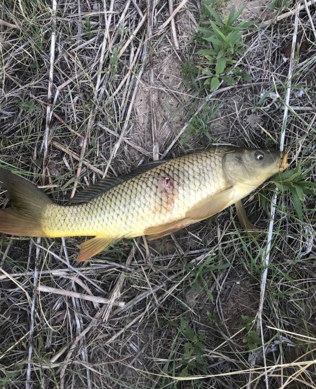 Common carp in Olney