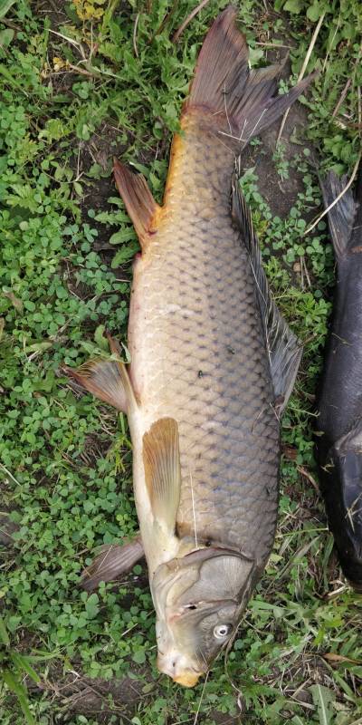Common carp in Davison County