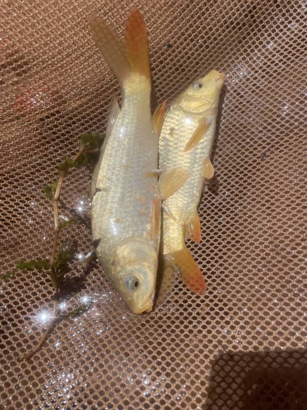 Common carp in Taylor