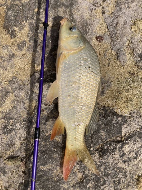 Common carp in Higgins