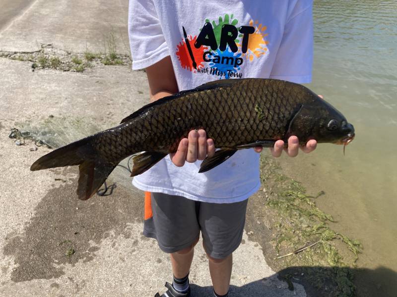 Common carp in Higgins