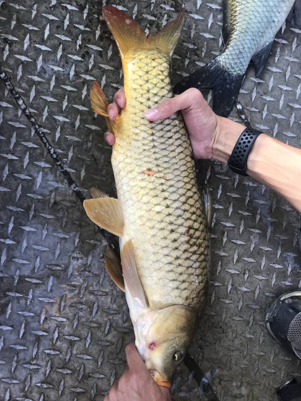 Common carp in Kansas