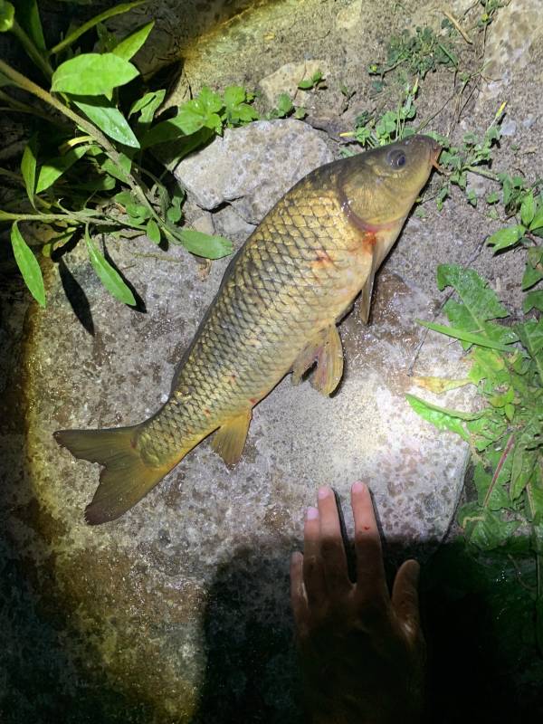 Common carp in Mason