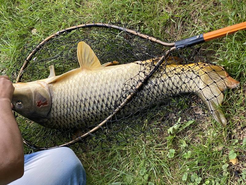 Common carp in Washington