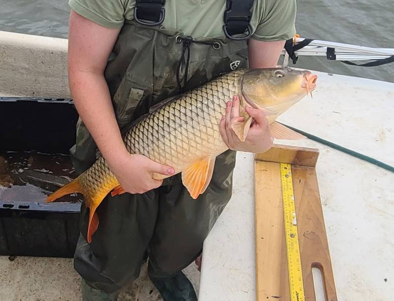 Common carp in Washington