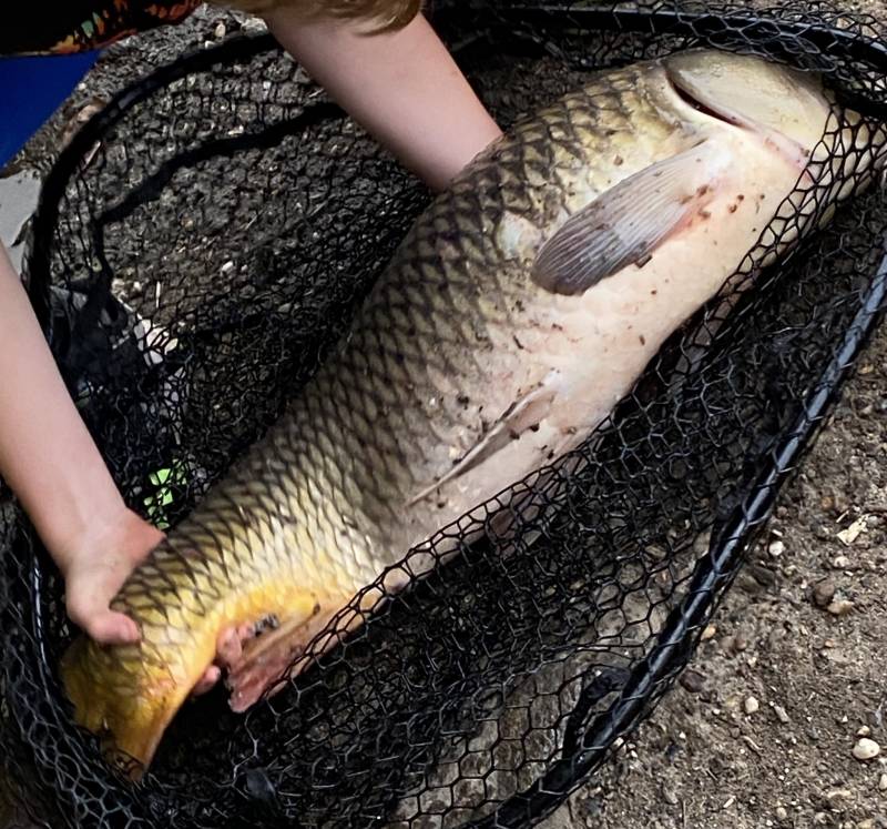 Common carp in Ramsey