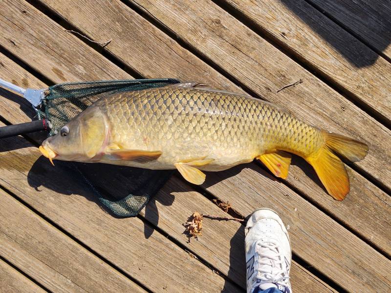 Common carp in Elkhart