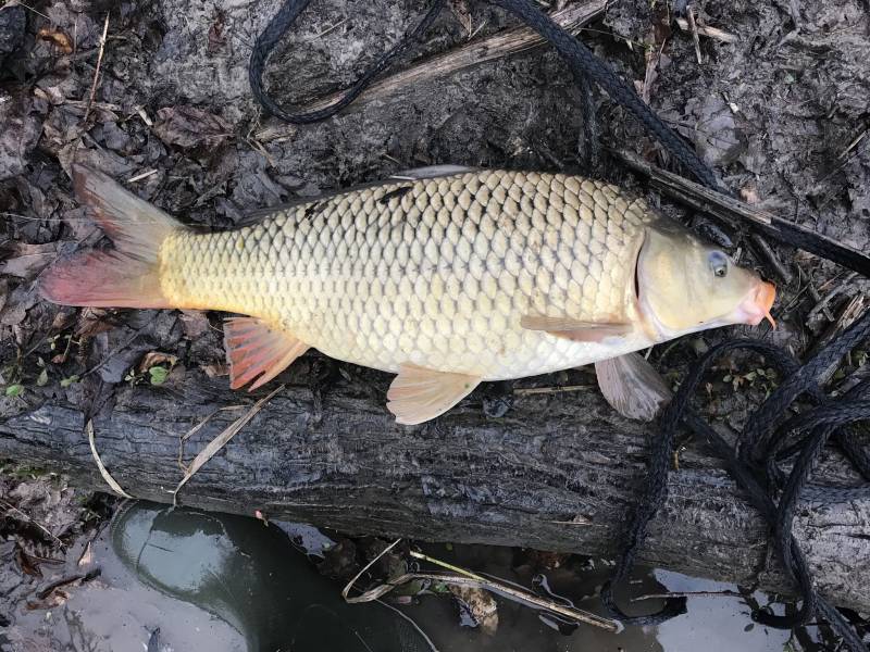 Common carp in Navasota