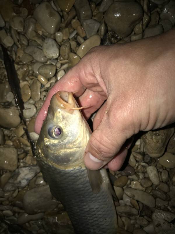 Common carp in Robert Lee