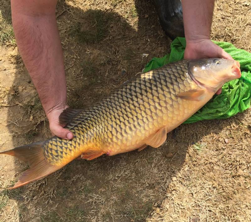 Common carp in Midland