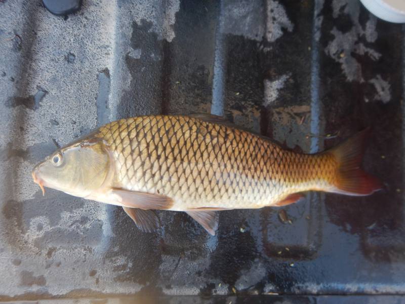 Common carp in Gladewater