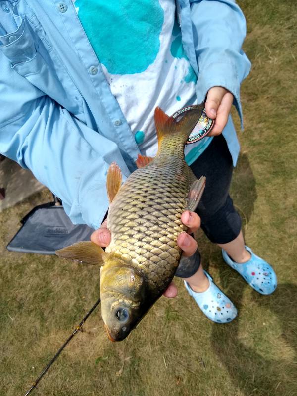 Common carp in Arlington Heights