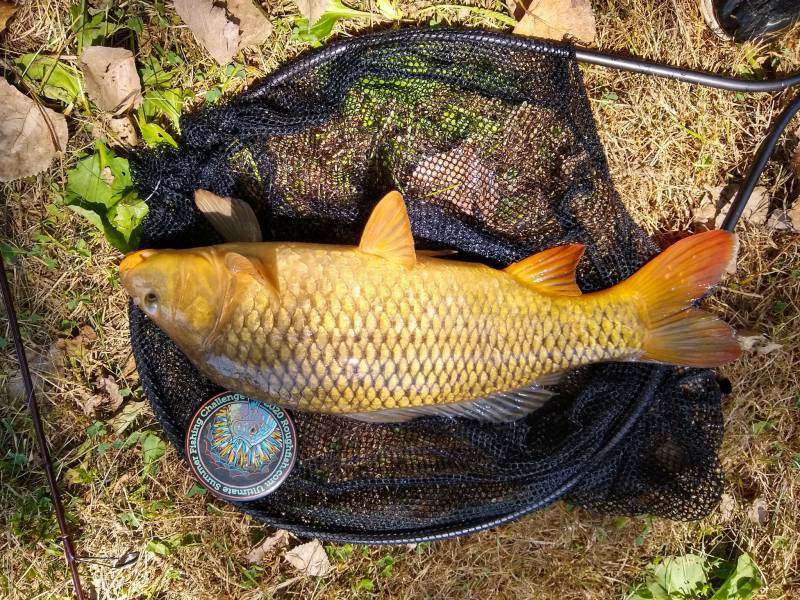 Common carp in Aurora