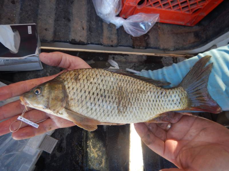 Common carp in Detroit