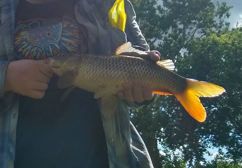 Common carp in Aurora