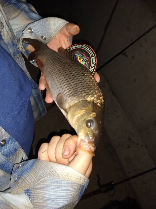 Common carp in Aurora
