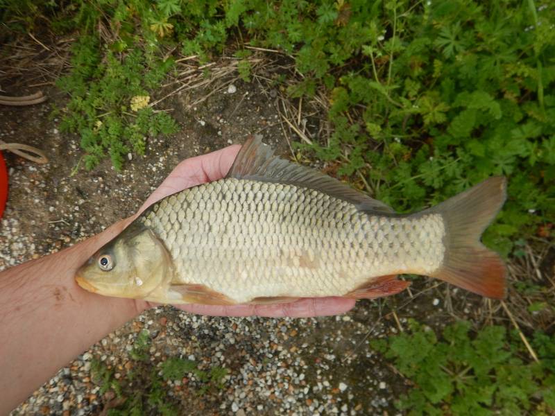 Common carp in Wallis