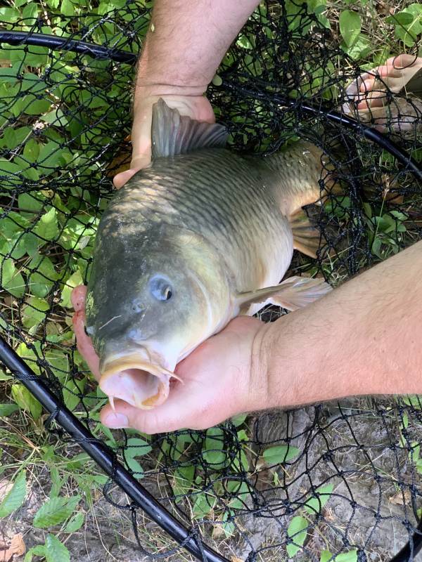 Common carp in Ramsey