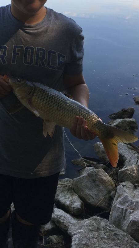 Common carp in Clive
