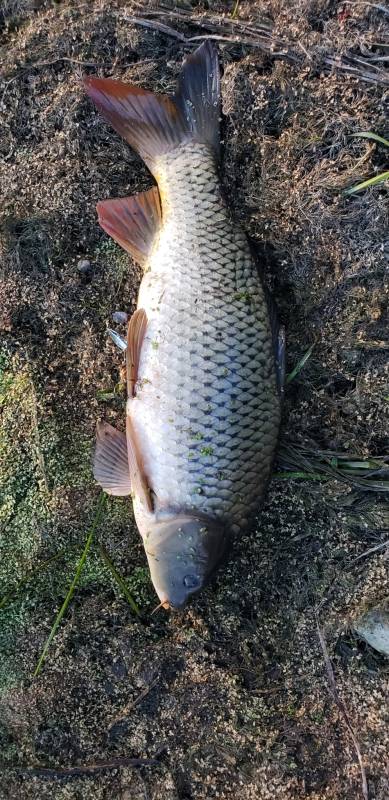 Common carp in Fox Lake