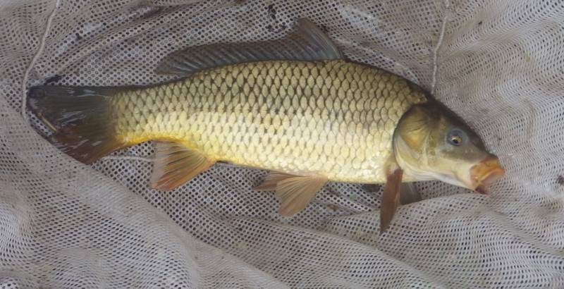 Common carp in Aurora