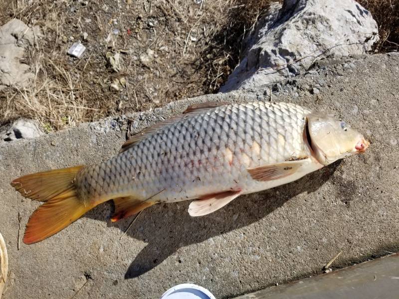 Common carp in Camden