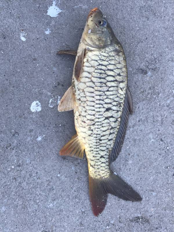 Common carp in Higgins