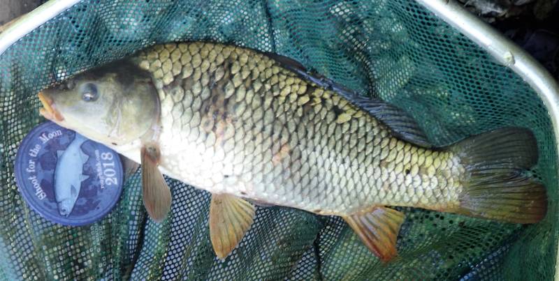 Common carp in Wisconsin River
