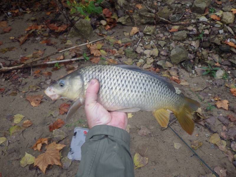 Common carp in LaSalle County