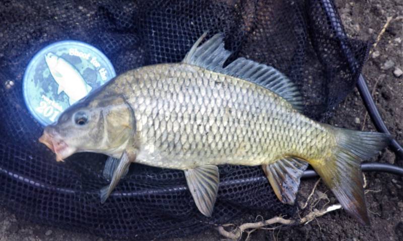 Common carp in Aurora
