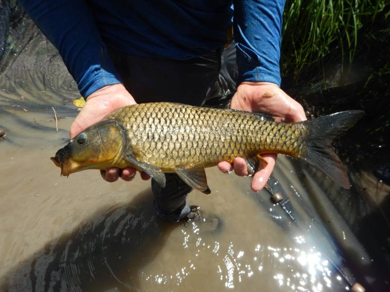 Common carp in Goldthwaite