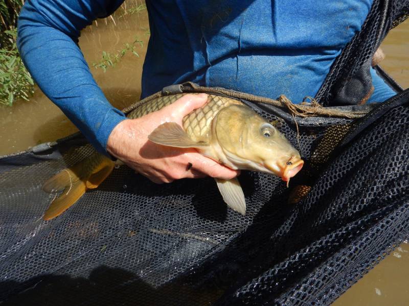 Common carp in Mills County