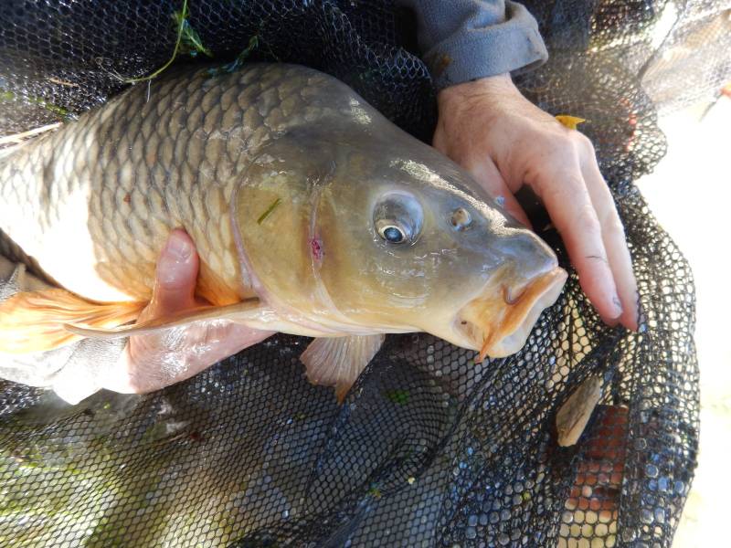 Common carp in San Marcos