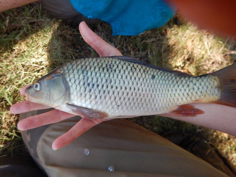 Common carp in Burkburnett
