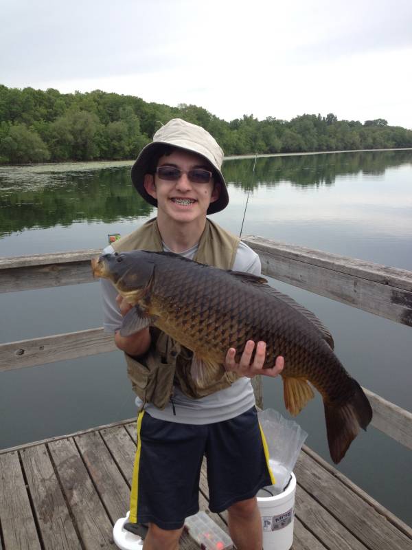 Common carp in Burnsville