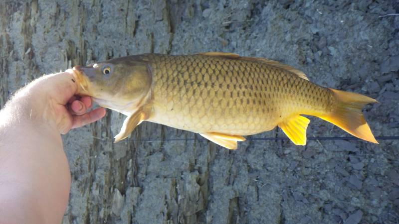 Common carp in Grundy County