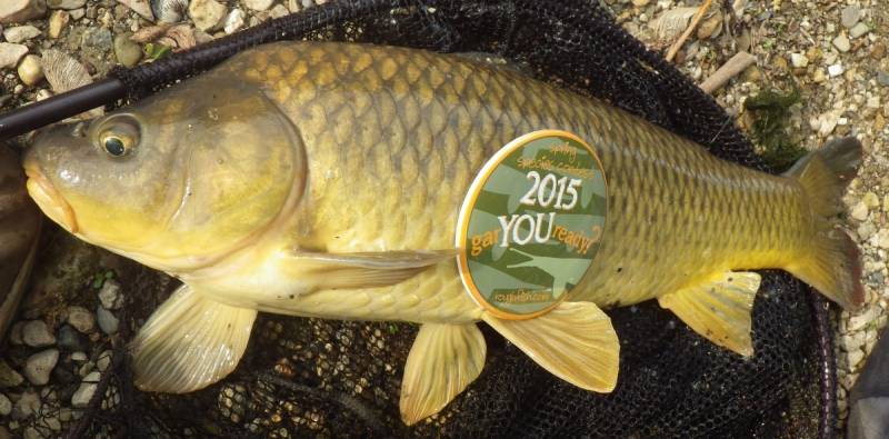 Common carp in Arlington Heights