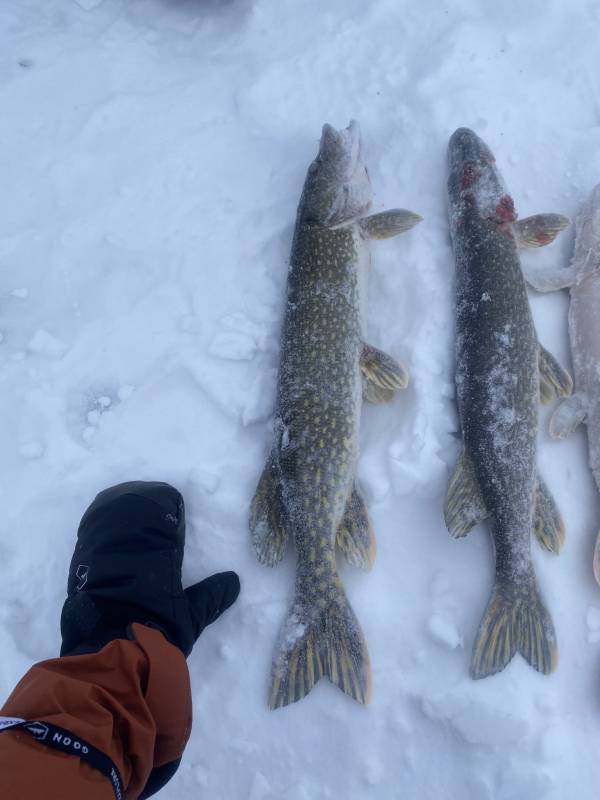 Northern pike in Lake County