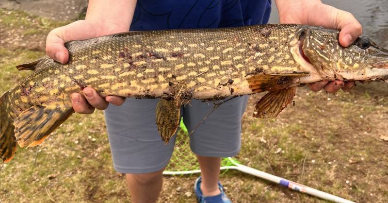 Northern pike in Brighton