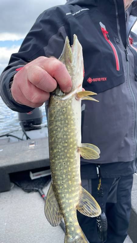Northern pike in Minnesota