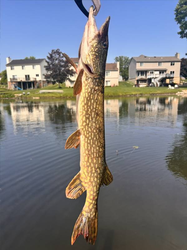 Northern pike in Brighton