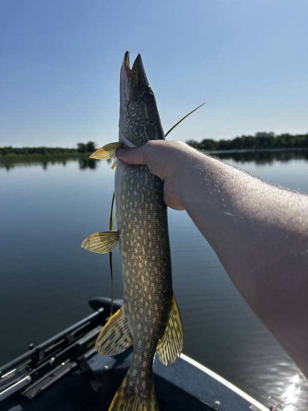Northern pike in Minnesota