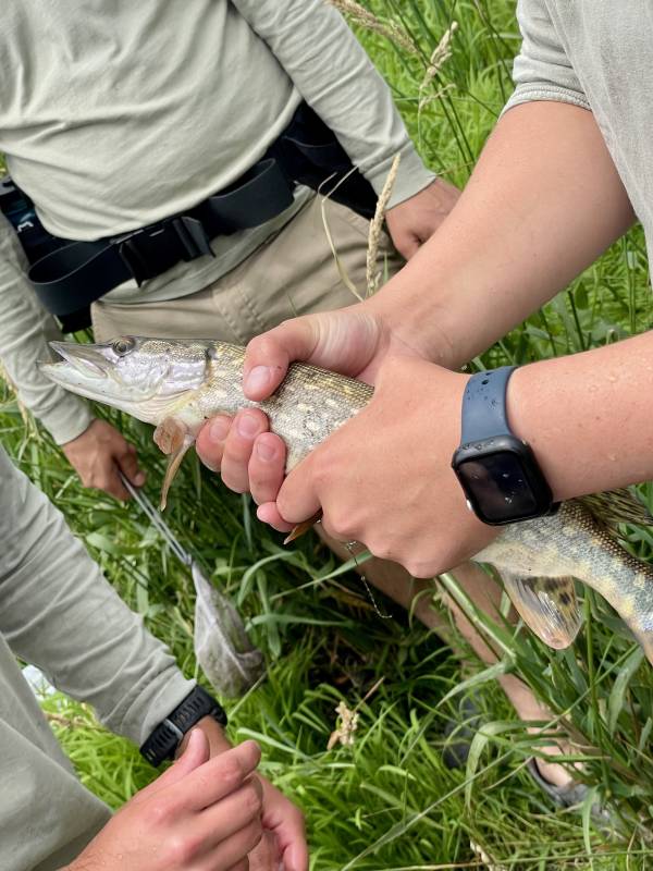 Northern pike in Kossuth County