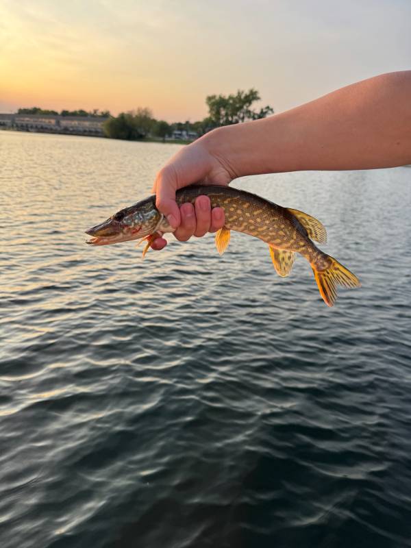 Northern pike in Indiana