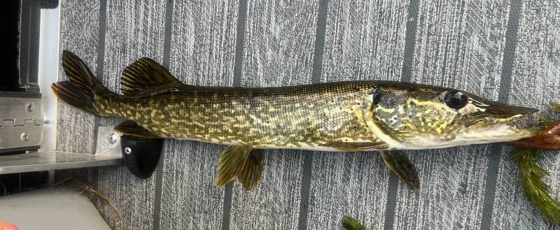 Northern pike in East Gull Lake