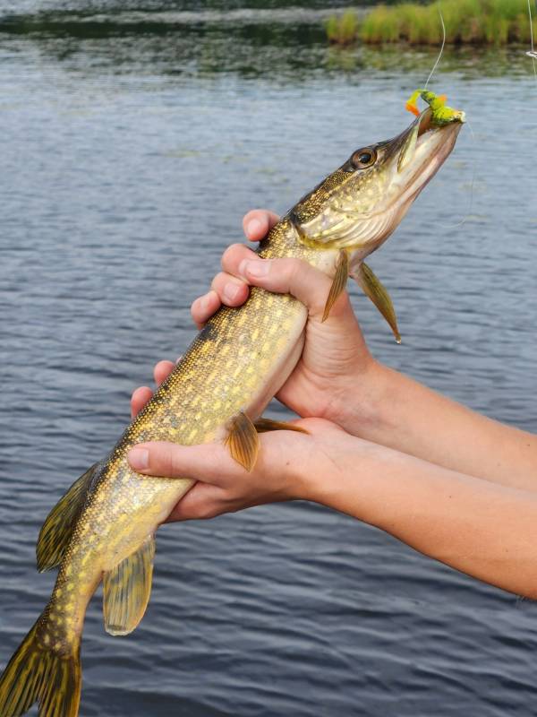 Northern pike in Wisconsin