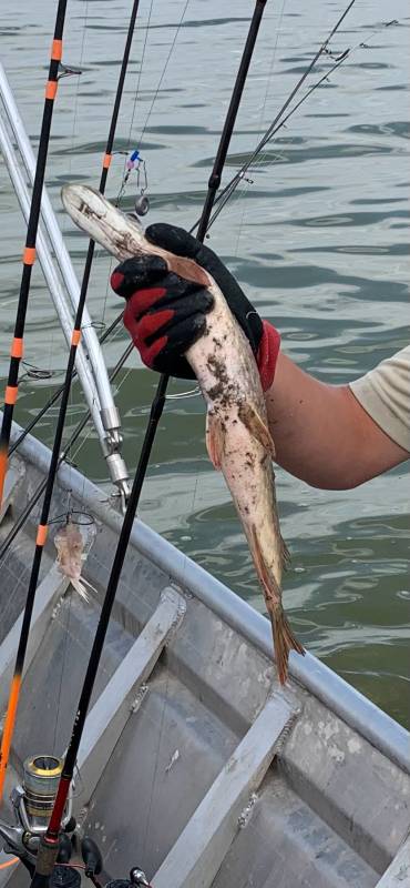 Northern pike in Utah County